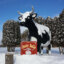 Not just a talking cow, but the  World's Largest TALKING Cow in Neillsville WI (population 2,400)