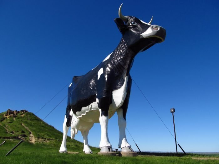 Holy cow (The World's Largest Holstein Cow) in New Salem, North Dakota (population 938)