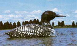 We thought we were looney when we saw the "World's Largest Floating Loon" in Virginia, Minnesota