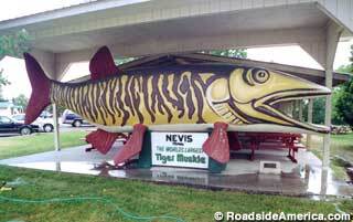 Tony the Tiger would be impressed by the "World's Largest Tiger Muskie" in Nevis, Minnesota